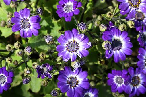 Florist's cineraria (Pericallis × hybrid), also known as cineraria or common ragwort, is a flowering plant in the family Asteraceae or sunflower family. It originated as a hybrid between Pericallis cruenta and P. lanata. This hybrid was originally known as Cineraria × hybrid. It has radiate style heads. Flowers contain ray florets and can be found in various colours.