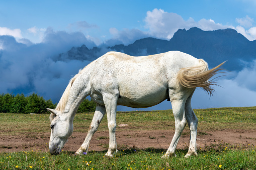 Brown Horse Browses On Alpine Pasture In Front Of Mountain Peaks Of The Dolomites In South Tyrol In Italy