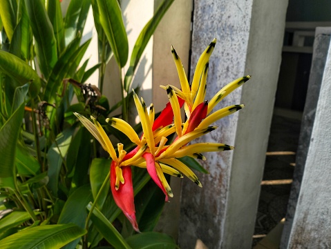 Heliconia hirsuta is a species of flowering plant in the family Heliconiaceae. This plant is an erect herb up to 2 m tall, and it is native to Central America, South America, and the Caribbean