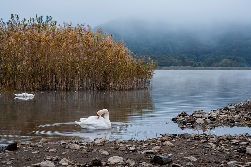 Lovely white goose and swan at Lake Kawaguchiko, Japan