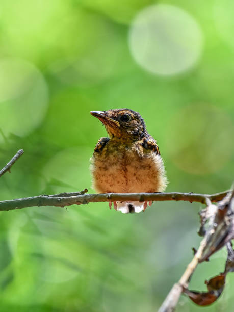 istock Birds of srilanka 1762571490