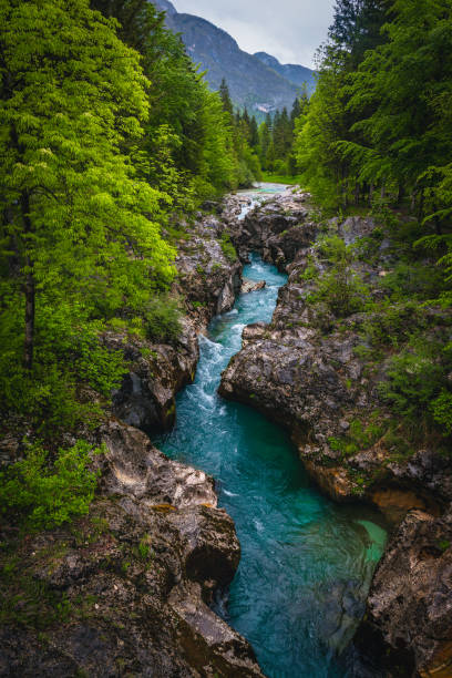 Turquoise Soca river in the narrow gorge, Bovec, Slovenia One of the most visited river in Slovenia. Great recreation place and kayaking destination. Turquoise Soca river in the forest, Bovec, Slovenia, Europe soca valley stock pictures, royalty-free photos & images