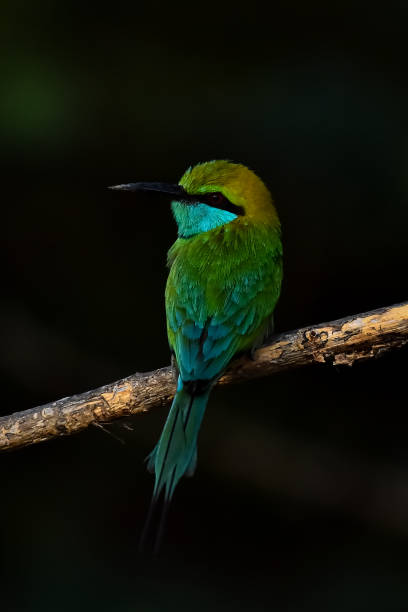 istock Birds of srilanka 1762571598