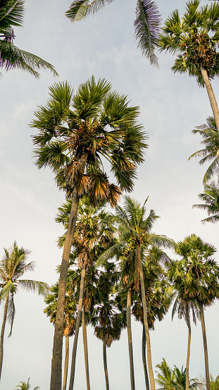 Coconut palm tree and blue sky clouds with vintage tone. Coconut tree palm at the tropical beach.