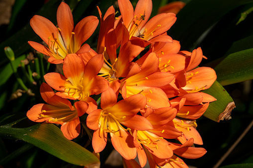 Clivia miniata, commonly known as the Natal lily or bush lily, is a flowering plant in the family Amaryllidaceae, native to woodland habitats in South Africa and Eswatini.  It is a popular plant for shady areas and is commonly seen growing in older established suburbs in most Australian states.