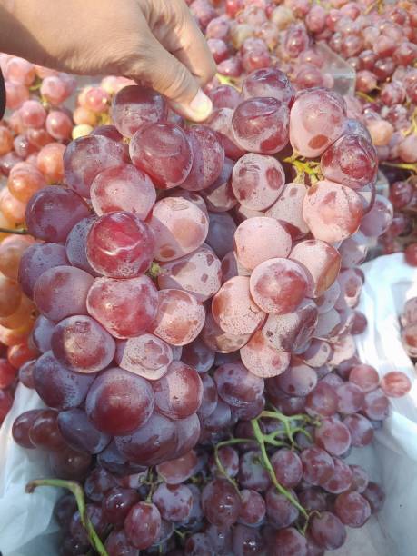 istock Close up of woman hands holding a grape bunch 1762632044