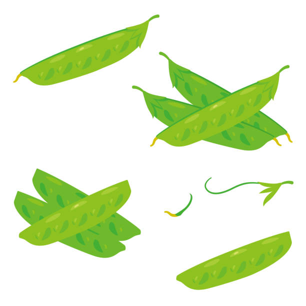 ilustraciones, imágenes clip art, dibujos animados e iconos de stock de juego de guisantes de nieve - green pea pea pod vegetable cute