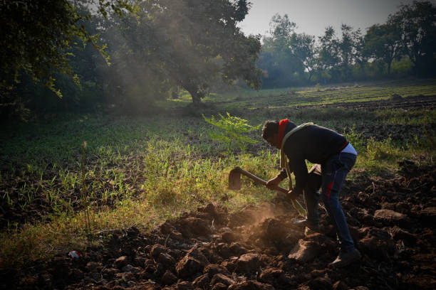 A farmer preparing for water lane in farm with wonderful morning lights.