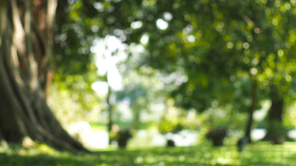 burred green leaves on the garden during daytime and bokeh light for use in illustrations Background image or copy space burred green leaves on the garden during daytime and bokeh light for use in illustrations Background image or copy space burred stock pictures, royalty-free photos & images