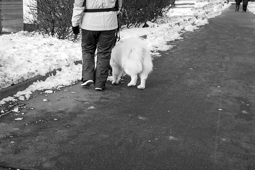 a woman walking with a fluffy white dog, sniffing snow, in black and white
