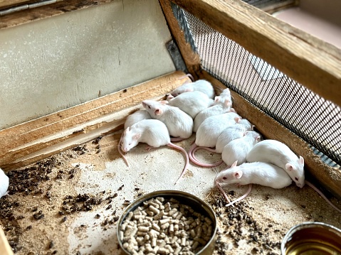 White laboratory mice animals with red eyes in cell