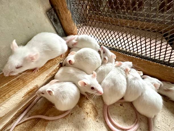 istock Many white mice in a wooden cage. 1762716116