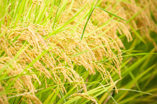 istock Golden ears of rice in autumn paddy fields 1762718692