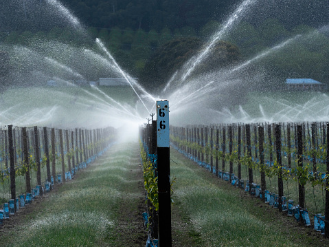 Sprinklers on grape vines in the Buckland Valley Victoria