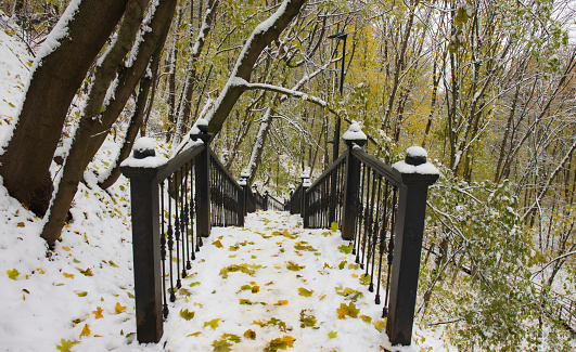 Sunlit pathway amidst autumn leaves and snow-covered trees.