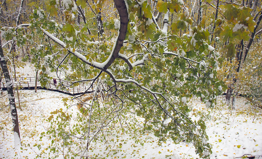 Back yard covered with deep snow after strong snowfall. Details of grey wood fence and old fruit trees. Sunny and frosty weather