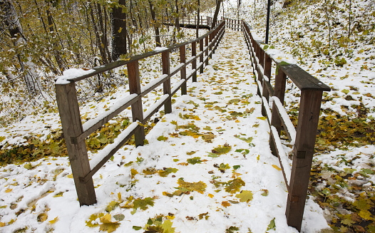 Winter snow landscape through the woods. Seasonal, photographer