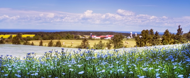 An idyllic landscape featuring vibrant blue flowers and lush green grass.