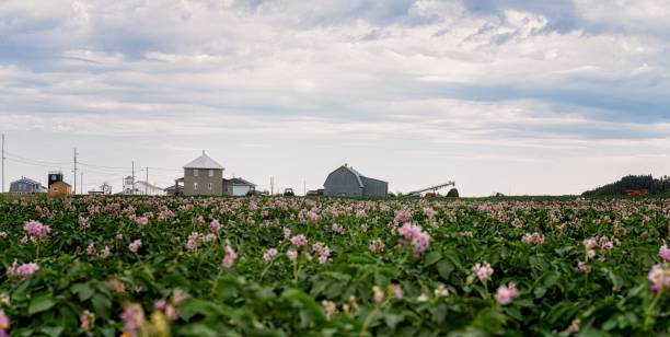 istock Lush potato fields in full bloom under the serene sky in Ste-Flavie, Quebec. 1762743528
