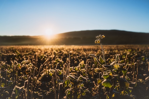 A breathtaking sunrise bathes a frost-kissed field in warm golden light.