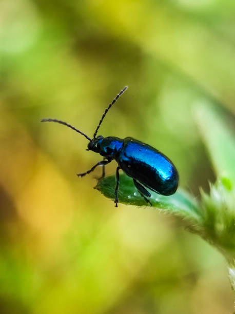 istock Macro photo of Altica bug on leaf 1762754901