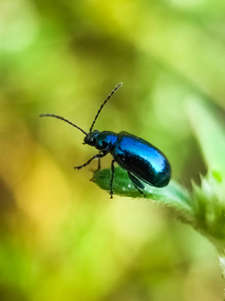 istock Macro photo of Altica bug on leaf 1762755184