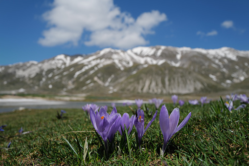 Crocuses at the Pietranzoni lake