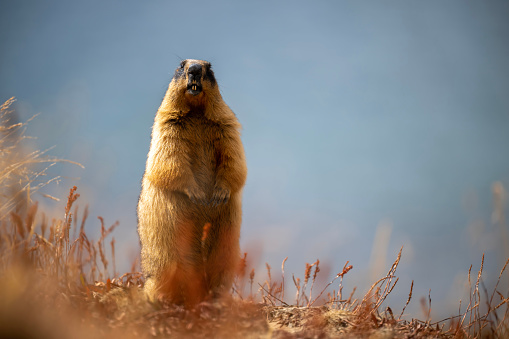 Long Tailed Marmot or Golden Marmot Standing on two legs and giving alert Call