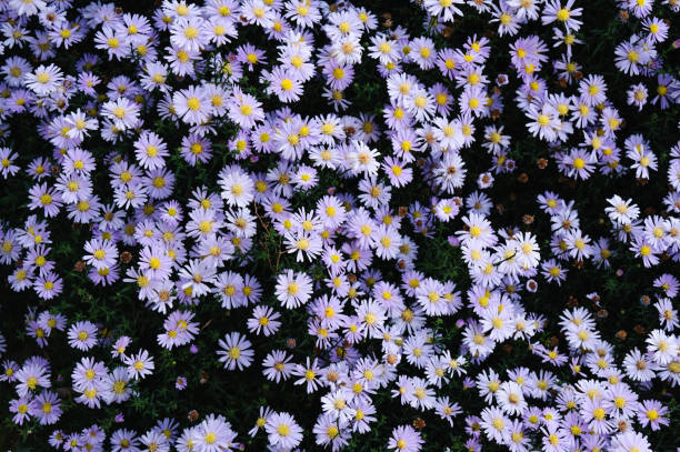 istock Purple flowers garden background 1762772187