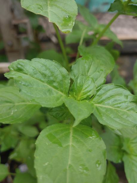 istock Lemon basil tree or pohon kemangi or Ocimum africanum. 1762776399