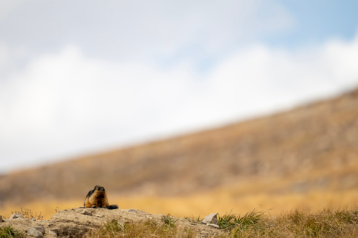 Long Tailed Marmot or Golden Marmot Near Den /Sun bathing in Morning