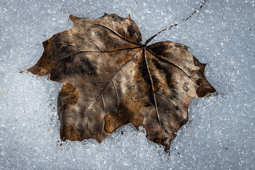 Maple leaf in the snow