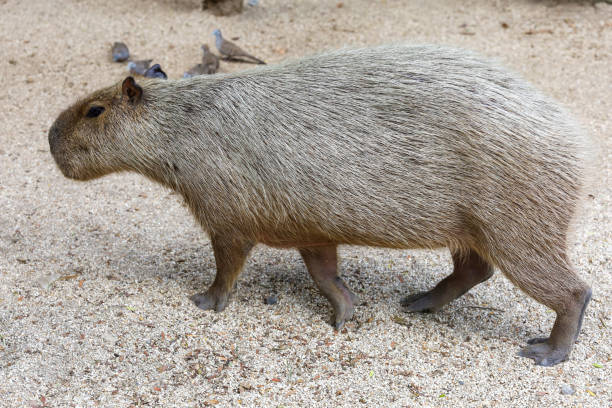 istock The capinara is biggest rat and cute animal 1762780085