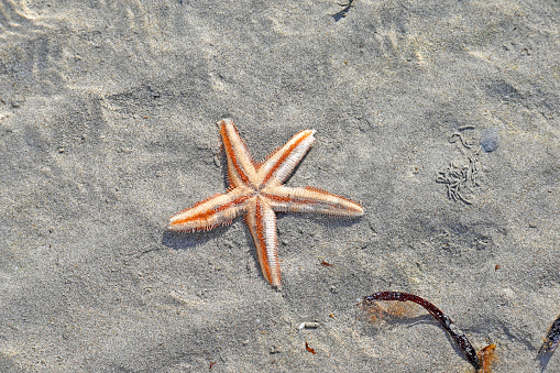 a starfish at starfish beach, bocas del toro - panama