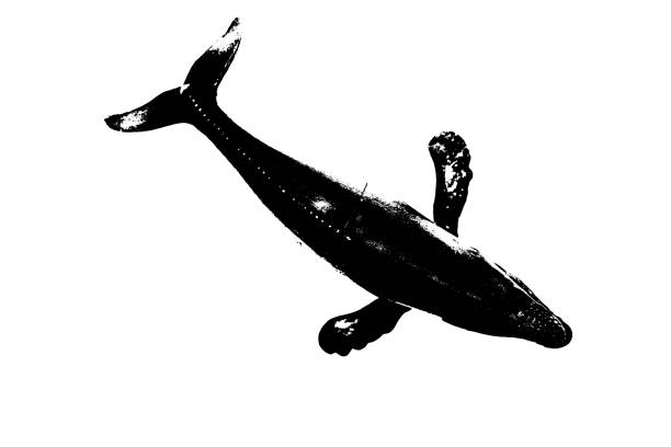 black silhouette of fish with fin and tail isolated on white background