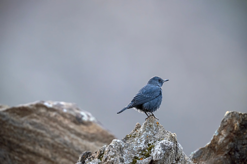 Blue Rock Thrush male bird Perched on a Rock in Morning