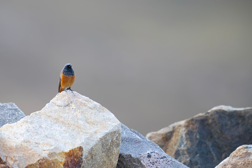 Blue Rock Thrush Female bird Perched on a Rock in Morning