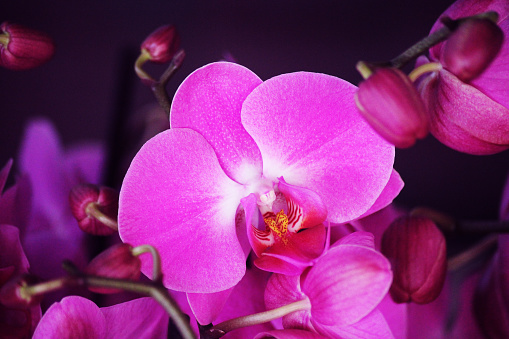 A big and beautiful magenta moth orchid
