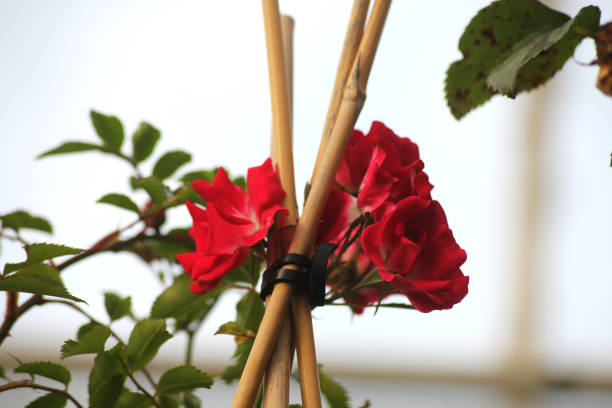 Rose branches fixed on a metal fence in the garden