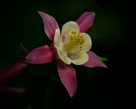 Columbine flowers in sun light, close up