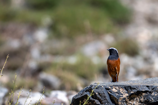 White capped Redstart Perched on rock
