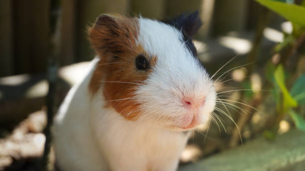 istock Close up Marmots are small, but they have very specific and complex needs. 1762823292