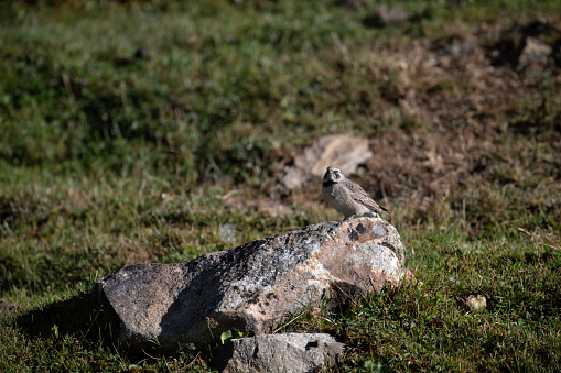 Horned Lark and a Rock