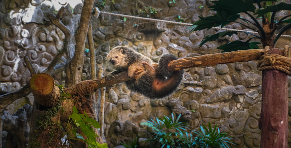 Binturong or bearcat likes to hang from tree branches with its tail