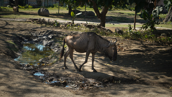 The black wildebeest is an animal that is closely related to the goat i