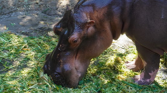 close up front view of a hippopotamus or water rhinoceros (Hippopotamus amphibius) eating grass