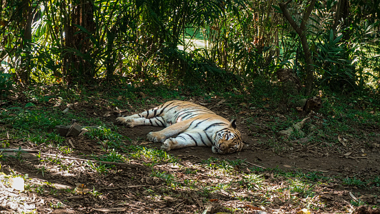Tigers sleep on their backs during the day under sunlight very soundly