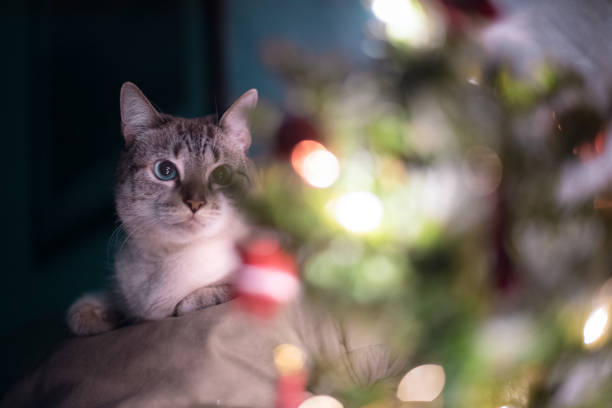 A cute blue-eyed cat lying on a couch and looking at a Christmas tree.