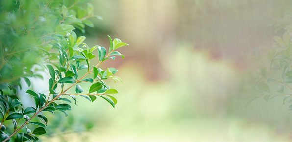 The daylight is outdoor and The air is so fresh. The concept for design blurred and selective focus effect season. Copy space on right for the design. Small bokeh green color for the nature background