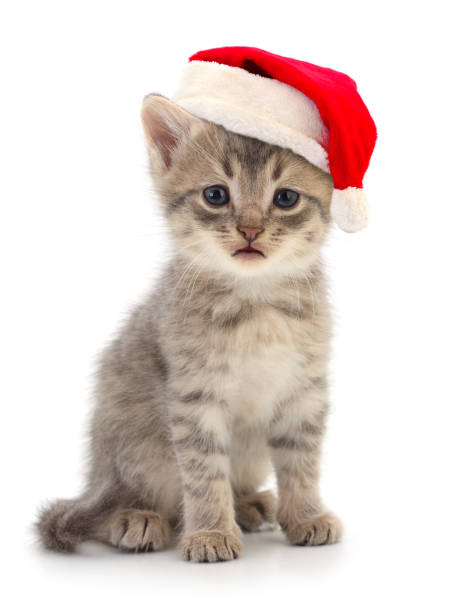 istock Kitten in Santa Claus Christmas hat. 1762847615